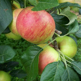 A Complete Guide to Growing Fruit Trees - Care Throughout the Year