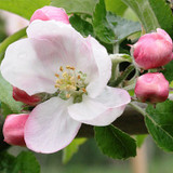 A Complete Guide to Growing Fruit Trees - Pollination