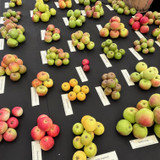 A Complete Guide to Growing Fruit Trees - Choosing Your Fruit Tree