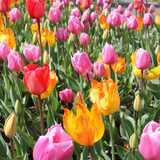 Tulips - A guide on how to understand the various divisions