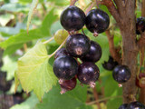 A Guide to Growing Blackcurrants. A Guide to Growing Blackcurrants.