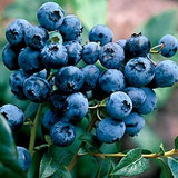 A Guide to Growing Blueberries