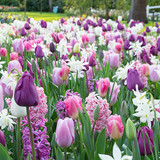 A Complete Guide to Autumn Bulbs - Choosing Your Bulbs