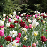 A Complete Guide to Autumn Bulbs - Introduction