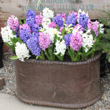 A Complete Guide to Autumn Bulbs - Pots and Containers