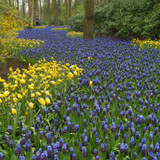 A Complete Guide to Autumn Bulbs - Using Bulbs in the Garden