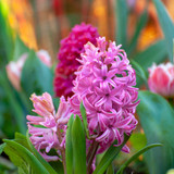 A Complete Guide to Autumn Bulbs - FAQs