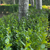 A Complete Guide to Hedging - Planting