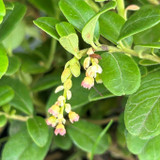 A Guide to Growing Lingonberries