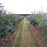 A Complete Guide to Growing Fruit Trees - Frequently Asked Questions