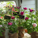 Roses FAQ - Choosing the right rose