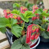 A Guide to Growing Strawberries in Containers