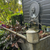 Roses FAQ - Watering and Feeding Roses