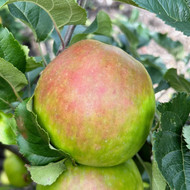 Ten Best Cooking Apples for UK Gardens