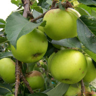 A Guide to Growing Cordon Fruit Trees