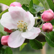 A Complete Guide to Growing Fruit Trees - Pollination