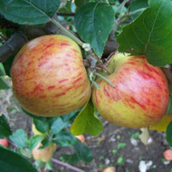 A Guide to Growing Eating Apples