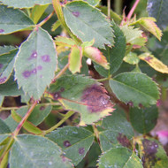 Roses FAQ - Pests, Diseases and Common Problems