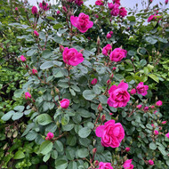 Roses - Climbers and Ramblers