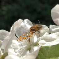 Orchards and Biodiversity