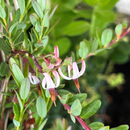 A Guide to Growing Cranberries