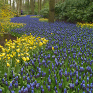 A Complete Guide to Autumn Bulbs - Using Bulbs in the Garden