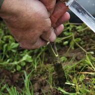 A Complete Guide to Growing Fruit Trees - Understanding Fruit Tree Rootstocks