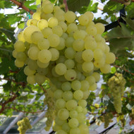 A Guide to Growing Grapes - Part Two