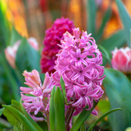 A Complete Guide to Autumn Bulbs - FAQs