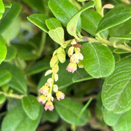 A Guide to Growing Lingonberries