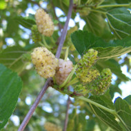 A Guide to Growing Mulberries