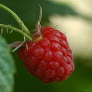 A Guide to Growing the Tastiest Raspberries