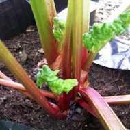 A Guide to Growing Rhubarb