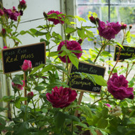 A Complete Guide to Growing Roses - Choosing the right rose