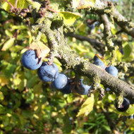 A Guide to Growing Damsons