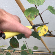 A Guide to Summer Pruning for Apples and Pears