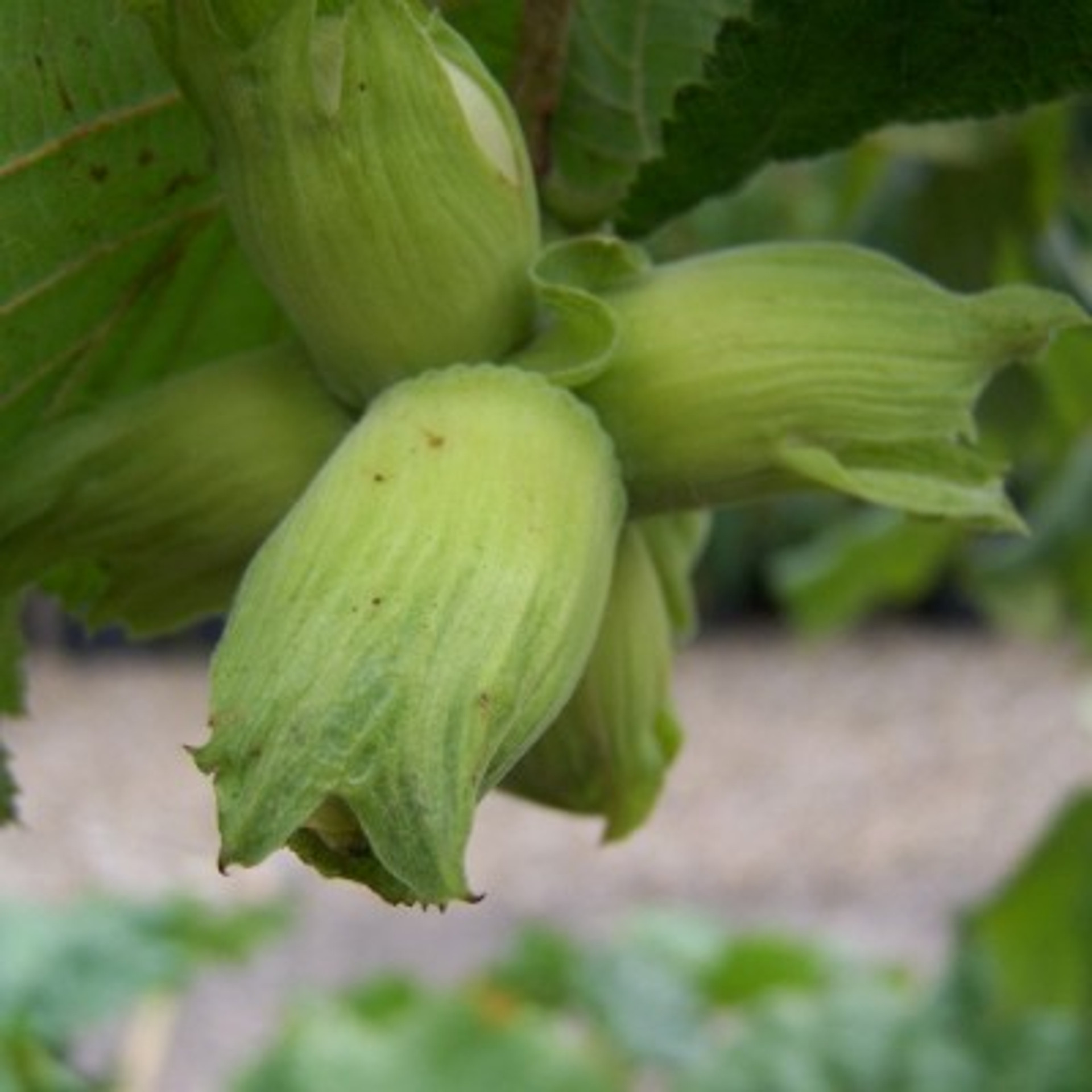 A Guide to Growing Cobnuts and Filberts RV Roger Ltd