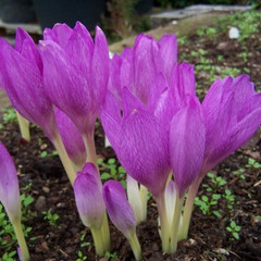 Colchicum bivonae 'Apollo'