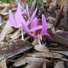 Erythronium dens-canis 'Purple King'