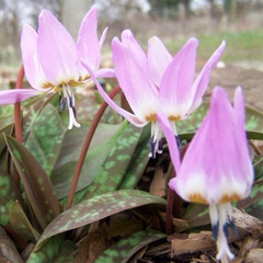 Erythronium dens-canis 'Rose Queen'