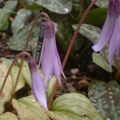 Erythronium japonicum