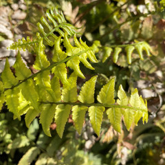 Dryopteris cycadina