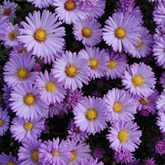 Aster novi-belgii 'Audrey'