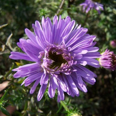 Aster novi-belgii 'Carnival'