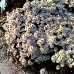 Aster novi-belgii 'Schneekissen'