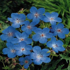 Geranium 'Johnson's Blue'