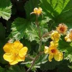 Geum 'Georgenburg'