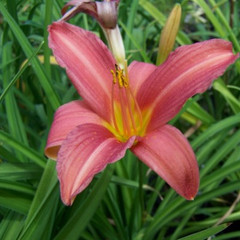 Hemerocallis 'Pink Damask'