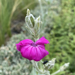 Lychnis coronaria