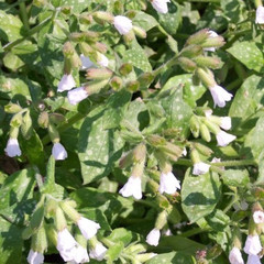 Pulmonaria 'Sissinghurst White'